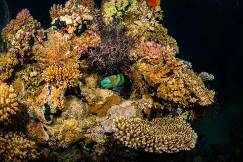 Parrotfish Stock Photos