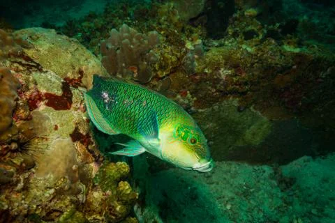 Parrotfish Stock-Fotos
