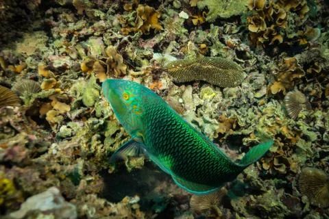 Parrotfish Stock Photos