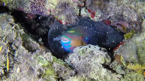 Parrotfish protected inside a mucus cocoon, Abrolhos National Park, Brazil Stock Footage 337059466