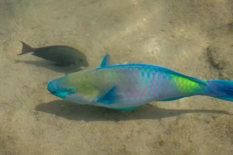 Parrotfish in the Red sea Stock Photos