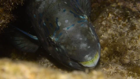 Parrotfish on reef. 動画素材 86800233