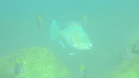 Parrotfish on reef. Stock Footage 86802246