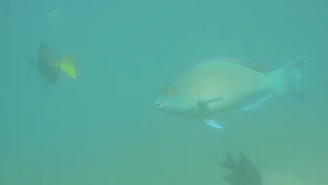 Parrotfish on reef. 動画素材 86803494