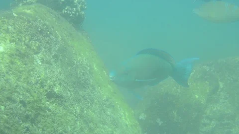 Parrotfish on reef. 動画素材 86869943