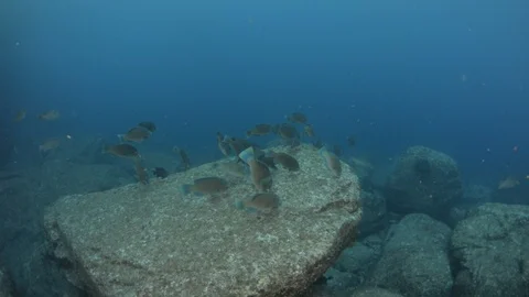 Parrotfish in reef Stock Footage 101419402