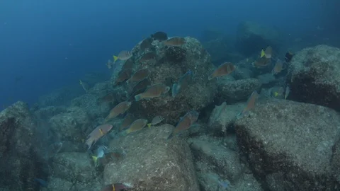 Parrotfish in reef Stock Footage 101419419