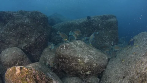 Parrotfish in reef Stock Footage 101419503