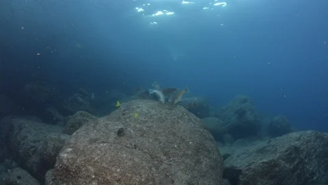 Parrotfish in reef Stock Footage 101419542