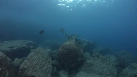 Parrotfish in reef Stock Footage 101419547