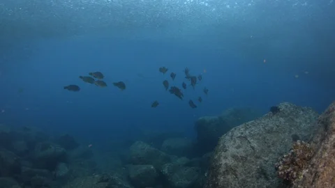 Parrotfish in reef Stock Footage 101419669