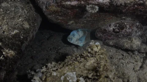 Parrotfish in reef Stock Footage 101420424