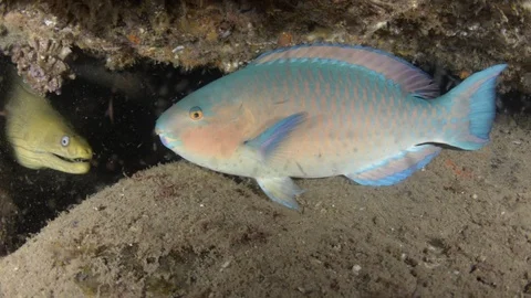 Parrotfish in reef Stock Footage 101420465