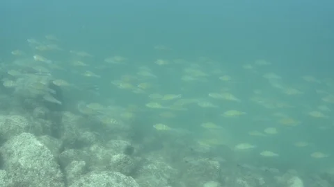 Parrotfish in reef Stock Footage 101424694