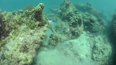 Parrotfish in reef Stock Footage 101424774