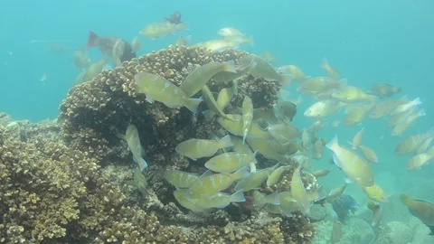 Parrotfish in reef Stock Footage 101424825