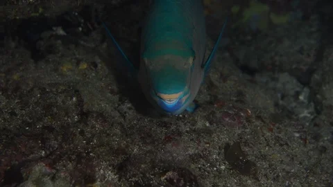 Parrotfish in reef Stock Footage 101424897