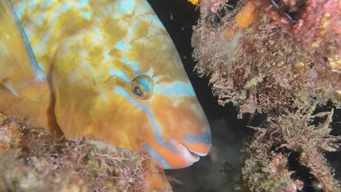 Parrotfish in reef Stock Footage 101424918