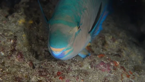 Parrotfish in reef Stock Footage 101424940