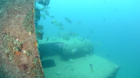 Parrotfish in reef Stock Footage 101425245