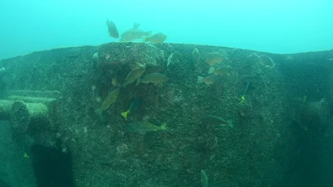 Parrotfish in reef Stock Footage 101425271