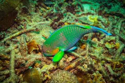 Parrotfish on a reef Stock Photos