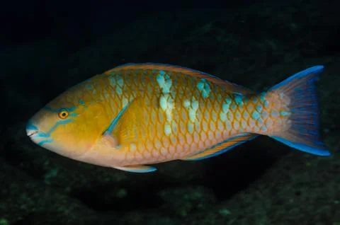 Parrotfish on reef. Stock Photos