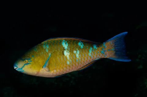 Parrotfish on reef. Stock Photos