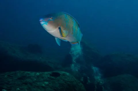Parrotfish on reef. Stock Photos