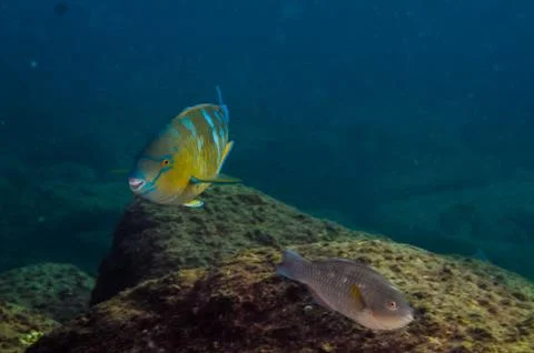 Parrotfish on reef. Stock Photos