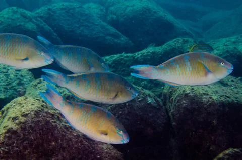 Parrotfish on reef. Stock Photos