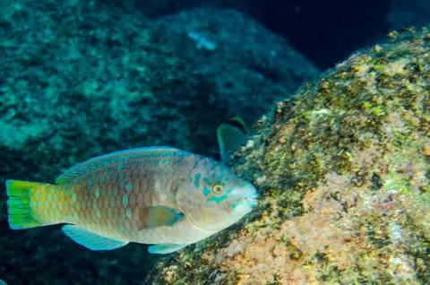 Parrotfish on reef. Stock Photos