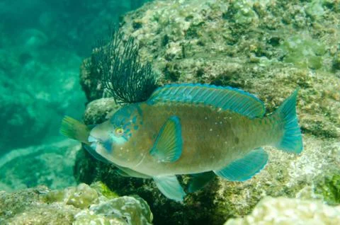 Parrotfish on reef. Stock Photos