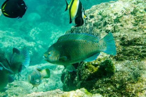Parrotfish on reef. Stock Photos