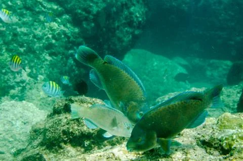 Parrotfish on reef. Stock Photos