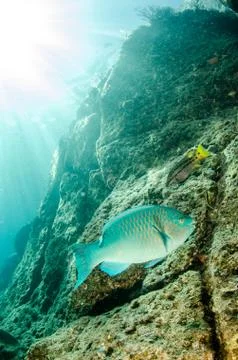 Parrotfish on reef. Stock Photos