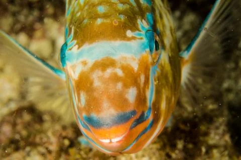 Parrotfish on reef. Stock Photos