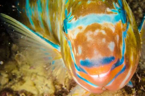 Parrotfish on reef. Stock Photos