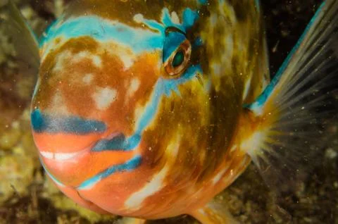 Parrotfish on reef. Stock Photos