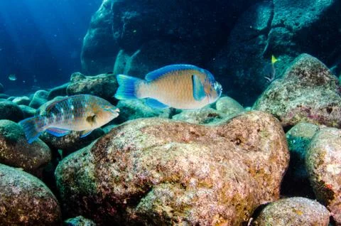 Parrotfish on reef. Stock Photos