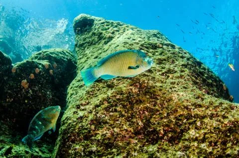 Parrotfish on reef. Stock Photos