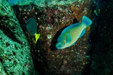 Parrotfish on reef. Stock Photos