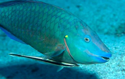 Parrotfish with remora attached Stock Photos