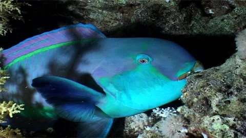 Parrotfish Resting Calmly in Reef Hidden Crevice Video stock 300558158