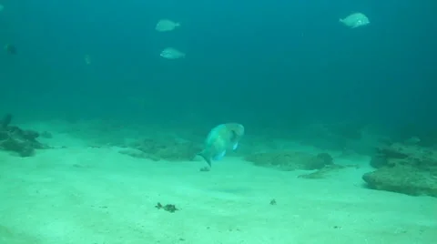 Parrotfish (Scarus Perrico) Stock Footage 24283128