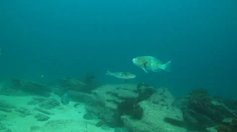 Parrotfish (Scarus Perrico) Stock Footage 24283217