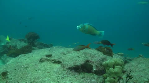 Parrotfish (Scarus Perrico) Stock Footage 24283267
