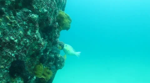 Parrotfish (Scarus Perrico) Stock Footage 24284815