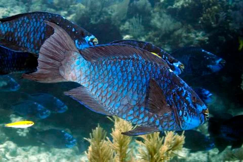 Parrotfish schhol 스톡 사진