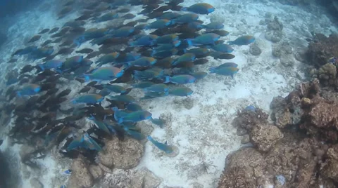 Parrotfish school from above Stock Footage 32718197